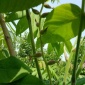 嘉晟辽核核桃苗,8518核桃苗,核桃苗,核桃苗价格